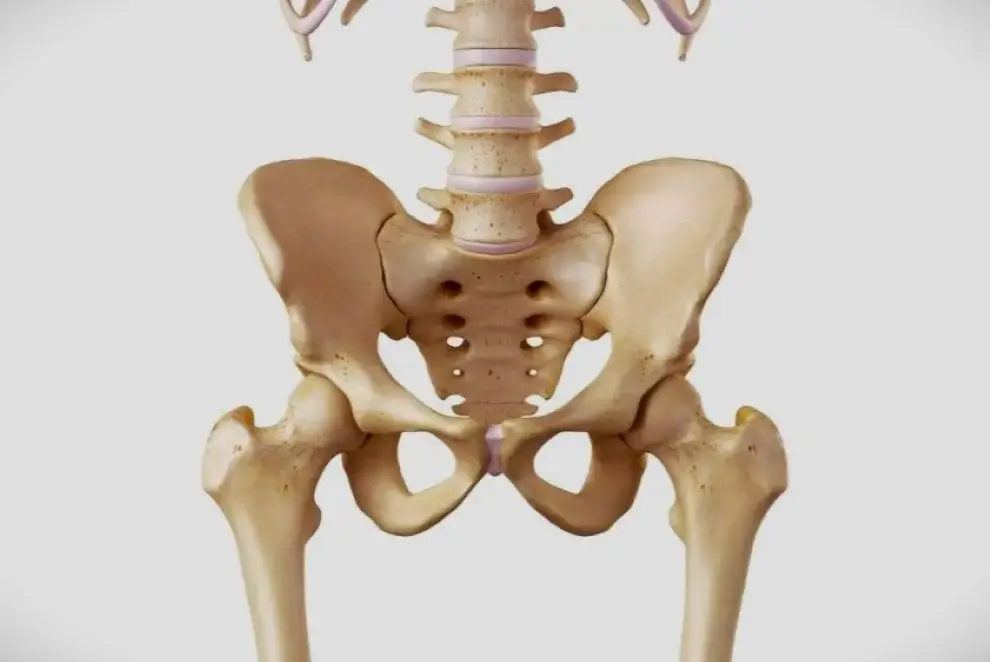 Hip-Joints-Bones