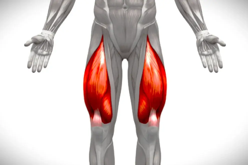 Quadriceps-muscle